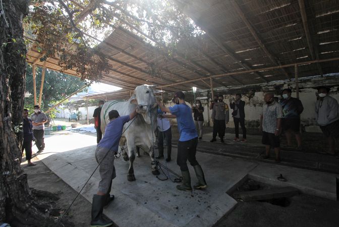 Pemkot Solo Sumbang 7 Ekor Sapi Kurban Pakai APBD, Dibagikan Ke Mana Saja?